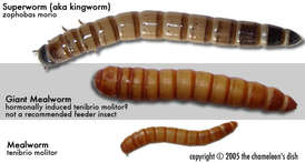 Mealworm Size Chart